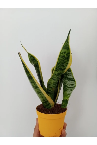 Peygamber Kılıcı Bitkisi - Resim 2