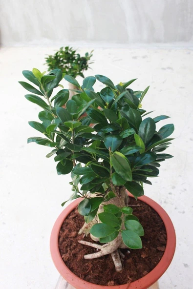 Dekoratif Saksıda Bonsai Ficus Gingseng 2500 gr Gövde 50 cm - 2