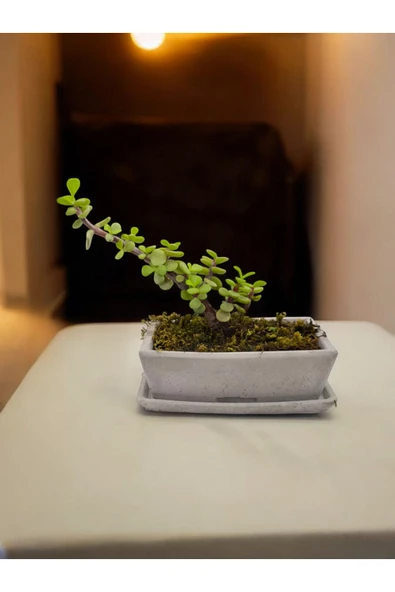 Tabaklı Taş Saksılı Afra Bonsai Yeşim Ağacı - Resim 3
