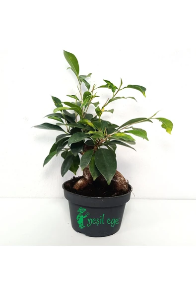 Ficus Bonsai Bitkisi 30 Cm ürün görseli