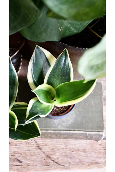 Şık Dekoratif Saksılarda 2 Adet Paşa Kılıcı - Resim 2