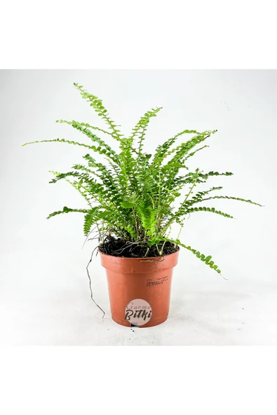 Nephrolepis Exaltata Duffy (12 cm Saksıda) Özel Tür Aşk Merdiveni Eğrelti - Resim 2