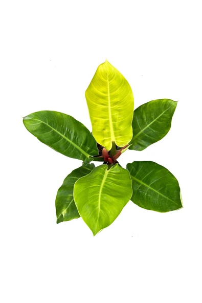 Philodendron Moonlight | 17cm Ø H:60 ürün görseli