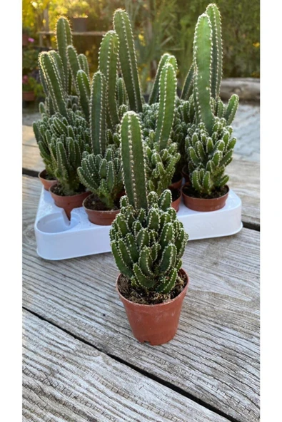 Cereus Peruvianus ürün görseli 1