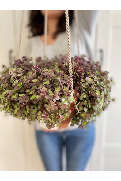 Deri Askıda Callisia Repens - Resim 2