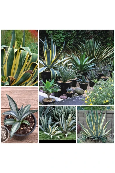 Agave Americana Fidesi ürün görseli 1