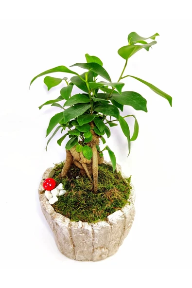 Dekoratif Ağaç Kabuğu Desenli Saksıda Mini Bonsai - 4