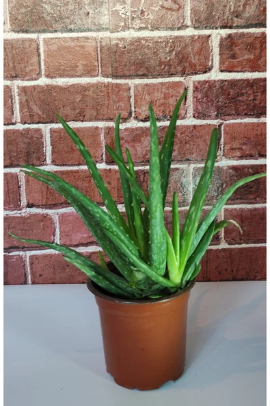 Aloevera ürün görseli 1