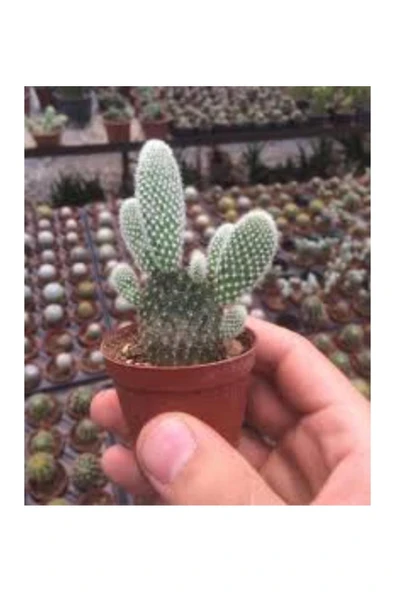 KAKTÜS ( TAVŞAN KULAĞI ) - Resim 3