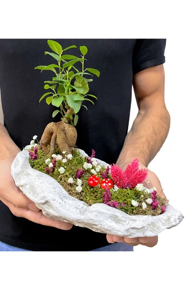 Beton Kaya Saksıda Mini Ficus Ginseng Bonsai - 4
