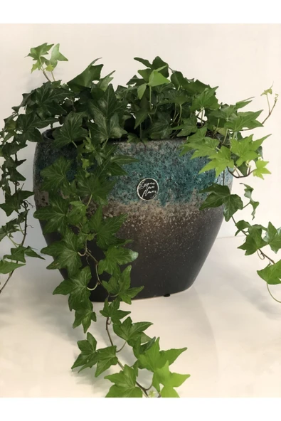 Hedera Helix - Resim 2