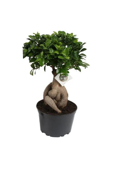 Bonsai Ficus Ginseng 20cm ürün görseli