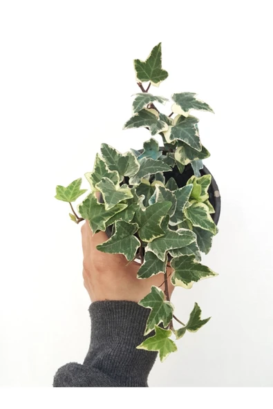 Hedera Helix Eva / Hedera Variegata Alacalı Yapraklı Sarmaşık ürün görseli