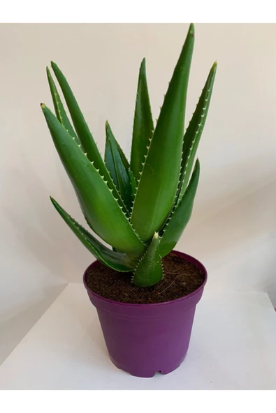 Aloe Vera - 4