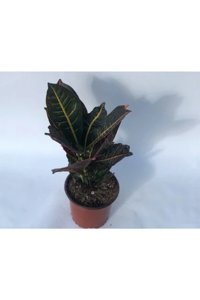 Kroton Çiçeği 40cm-60cm ürün görseli 1