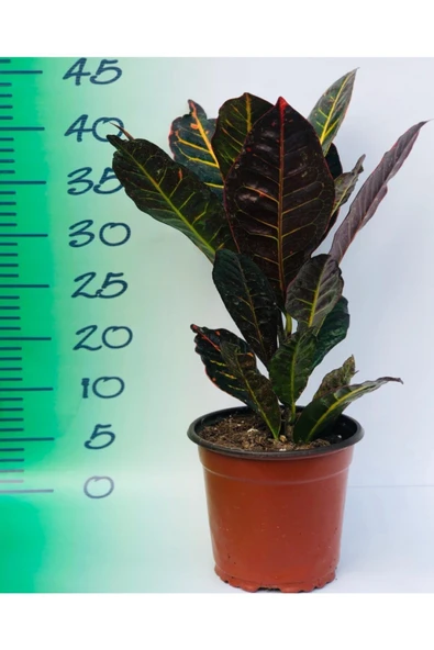 Kroton Çiçeği 40cm-60cm - Resim 2