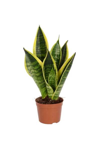 Peygamber Kılıcı Sanseveria ürün görseli