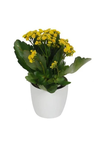 Kalanchoe Sarı Renkli Kalanşo Seramik Saksıda ürün görseli 1