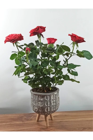 Dekoratif Ayaklı Saksıda Ithal Gül ürün görseli 1