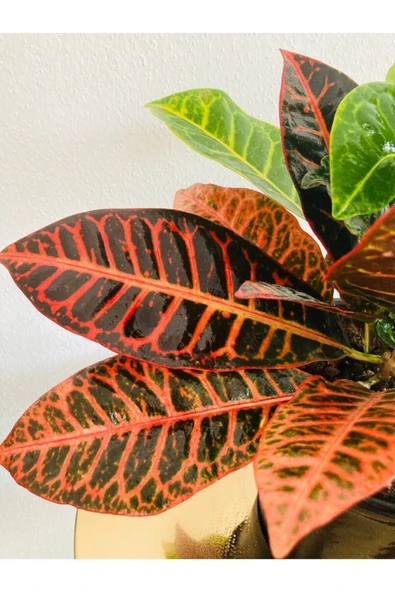 Kraton Çiçeği 20cm Bitki Boyu - Resim 3