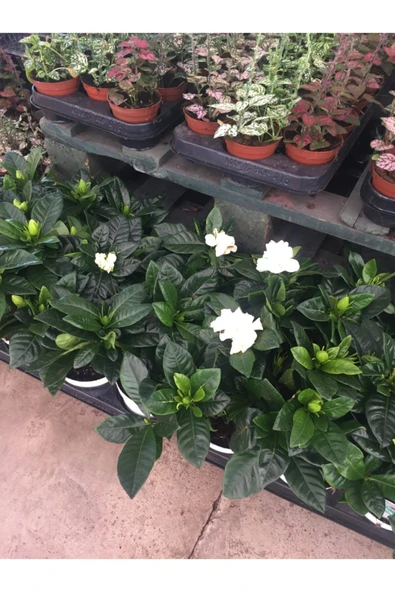Gardenya Bitkisi (gardenia Jasminoides ) - Resim 4