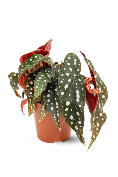 Begonia Maculata Çilli Begonya Iç Mekan Bitkisi  Ø:12 cm - H:25 cm