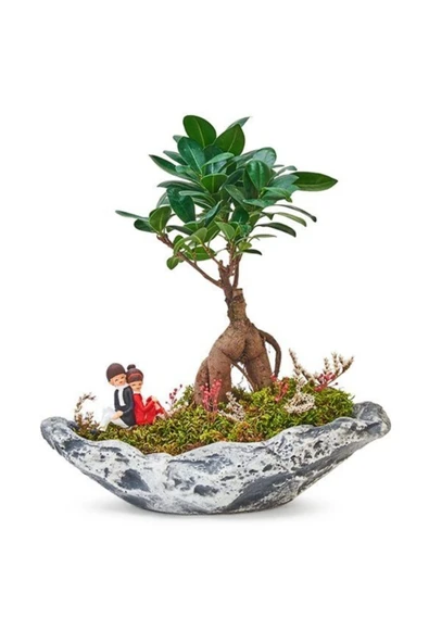 Taş Saksıda Ficus Bonsai ürün görseli