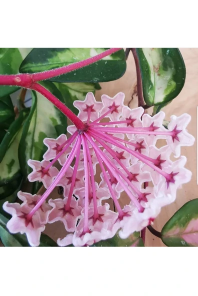Hoya Carnosa Tricolor Alacalı Mum Çiçeği ürün görseli