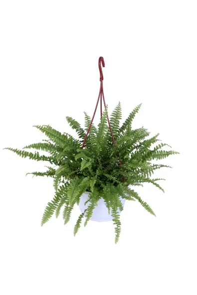 Aşk Merdiveni Bitkisi - Nephrolepis - Fujer - Askılı Saksı'da ürün görseli 1