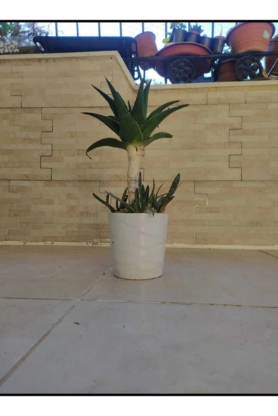 Porselen Saksıda Bonsai Sarısabır ürün görseli 1