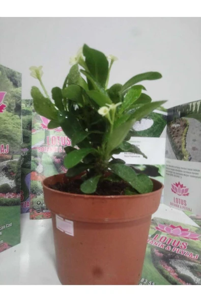 12lik Saksıda Euphorbia Milii Kaktüs Dikenler Tacı Beyaz Renkli - Resim 5