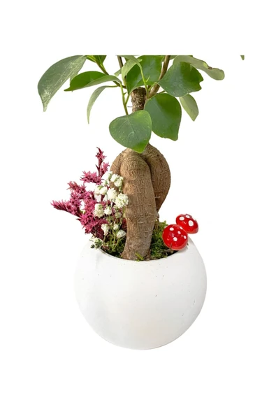 Beyaz Beton Neptün Saksıda Mini Ficus Ginseng Bonsai - 2