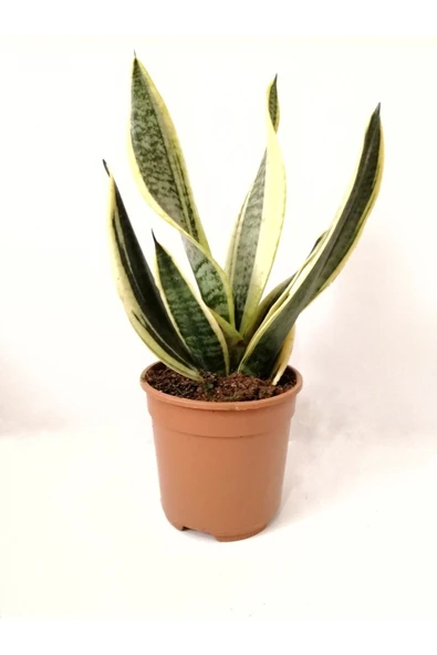 Peygamber Kılıcı Çiçeği ürün görseli