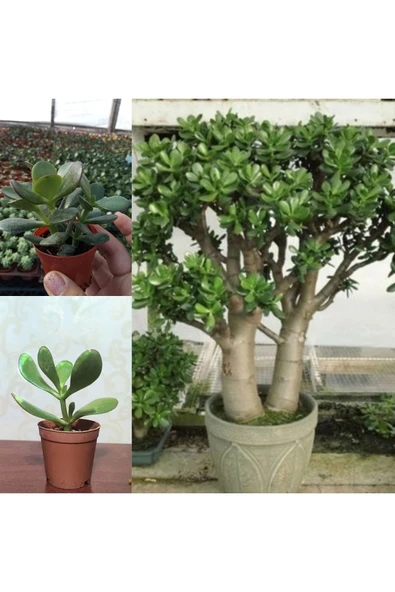 Crassula Ovata Şans Para Ağacı