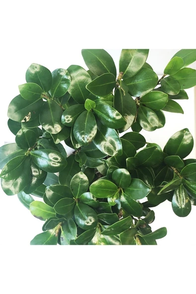 Ficus Bonsai - Ficus Ginseng -Adam Ağaç 30-40 cm Arası - Resim 3