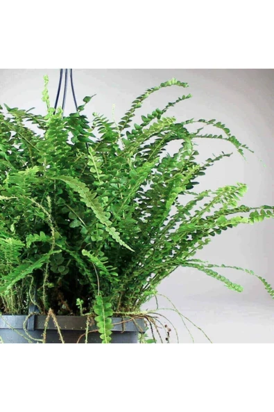 Aşk Merdiveni Askılı Ithal - Resim 2