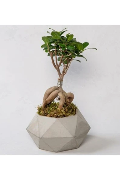 Bonzai Ficus ürün görseli