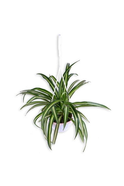Kurdela Çiçeği - Chlorophytum - Askılı Saksı'da ürün görseli