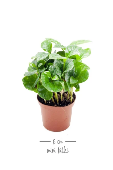 Coffea Arabica - Set 2 Adet Kahve Çiçeği Mini - Ev Ofis Salon Iç Mekan Bitkisi - Baby - 2