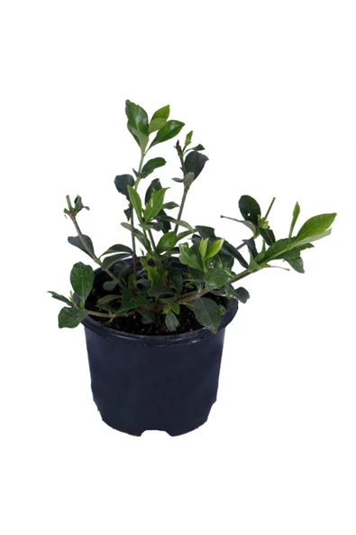 Gardenya Çiçeği-gardenia Jasminoides- Köklü,kendi Bitkini Yetiştir ürün görseli 1
