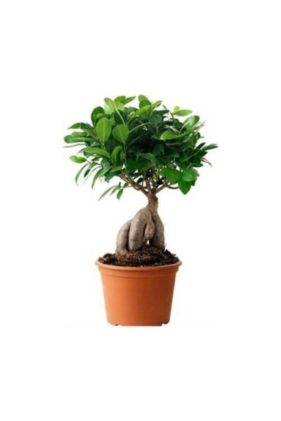 Bonsai ürün görseli
