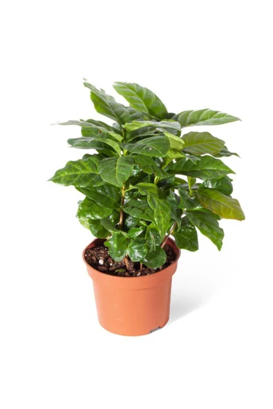 Coffea Arabica Kahve Çiçeği Kahve Ağacı