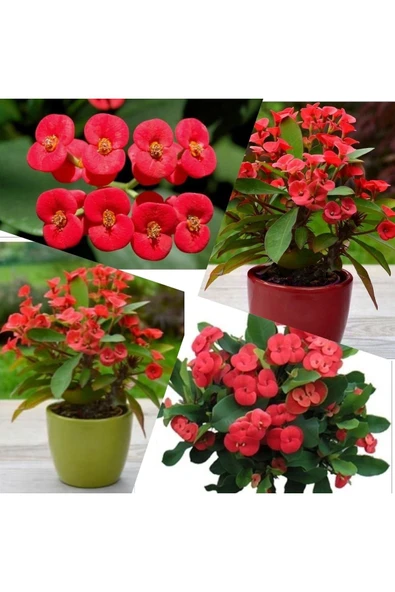 Büyük Boy Kırmızı Dikenler Tacı ürün görseli