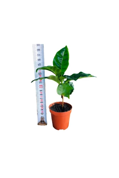 Kahve Fidanı Kahve Fidesi Kahve Ağacı Coffea Arabica Meyve Veren Cins 1adet