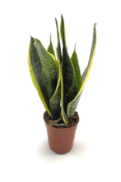 Sansevieria Trifasciata Paşa Kılıcı ürün görseli
