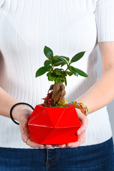 Geo Serisi Red Ficus Bonsai - Resim 3