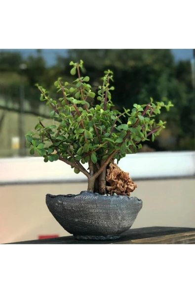 Para Ağacı Bonsai Bitkisi - 2