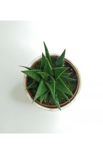 Haworthia 'limifolia' Mini Beyaz Seramik Saksılı - 3