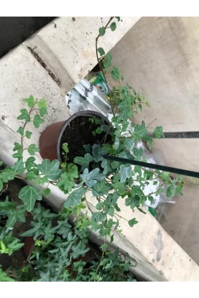 Hedera Sarmaşık 3 Adet - Resim 2