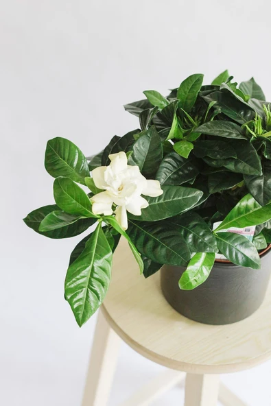 Gardenia Jasminoides - Gardenya - Resim 2